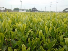 「令和七年」限定予約新茶キャンペーン当選番号発表の画像